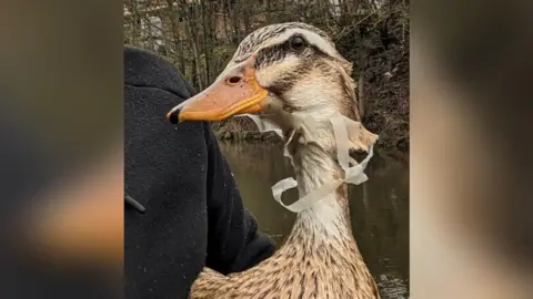 RSPCA A close-up of a light brown and white duck, which has a plastic six-pack beer holder around its neck.