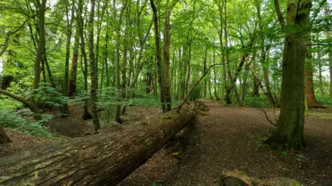 Josh Kubale Gobions Wood, showing lots of trees with green leaves, on large tree trunks, one laying on the ground and brown soil on the ground. 