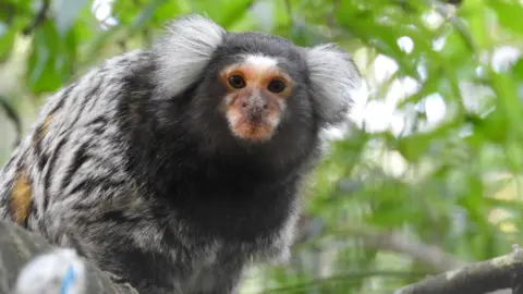 Black and grey rescued monkey Coco sitting on a tree branch. Leaves can be seen behind.