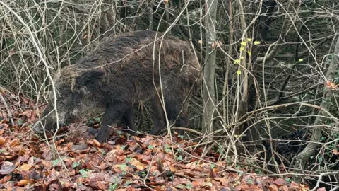 East Hants Police A boar exits undergrowth onto a bed of autumn leaves.