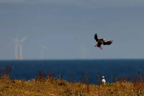 Sharon Douglas A puffin prepares to land on a grassy area, watched on by another puffin. The sea and wind turbines are in the background.