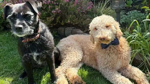 Supplied Black dog Daisy and Poodle-cross dog Winston in a garden in Leicester.