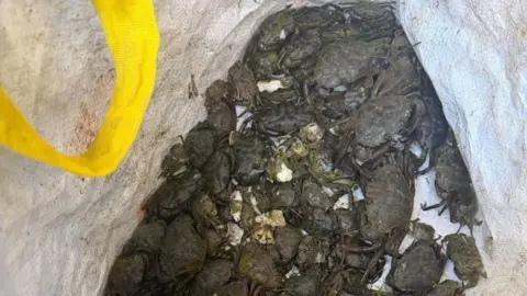 A bag of brown crabs of varying sizes