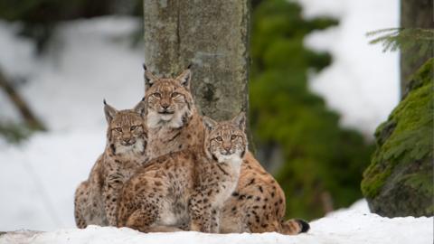 A lynx and her cubs sitting in the snow 