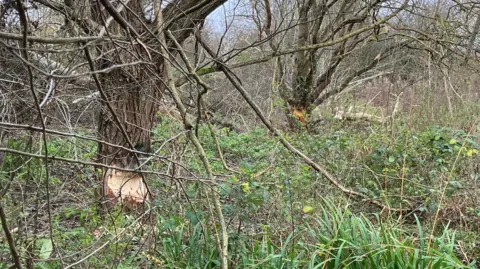 Trees in the woodland with clear teeth knawing marks on the trucks