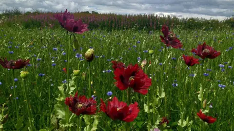 Bev Haston A shot of a wildflower meadow. The majority of the plants are green but several large dark red flowers are prominent. There are also flowers purple, pink, and light blue in colour. The sky in the background is grey and cloudy.