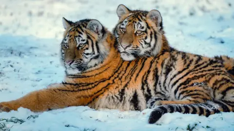 Two Amur tigers lying in the snow in their enclosure at Longleat. One is lying in front with its arms outstretched while another one lies behind it, resting its head on the other's back. 