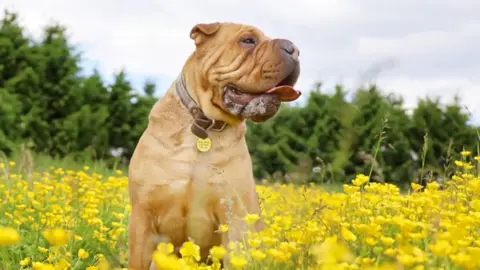 Light brown shar pei dog in a field of yellow flowers.
