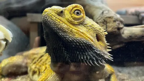 The reptile is up close to the glass of its enclosure. It has yellow and black scaly skin and spikes under its mouth which look like a beard.