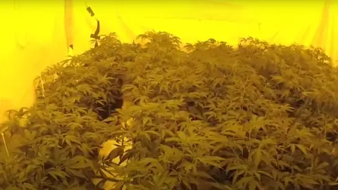 Cambridgeshire Constabulary Some of the plants inside a room, with yellow coverings around them