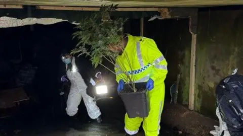 Northamptonshire Police A police officer wearing a fluorescent yellow waterproof suit is carrying a large cannabis plant from the drainage culvert.