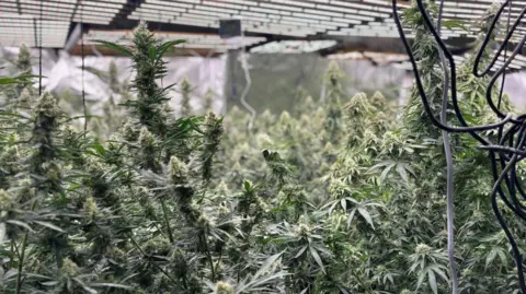 Cambridgeshire police Cannabis plants in a cannabis factory. There are scores of plants underneath lights. Electrical wires are dangling from the ceiling.