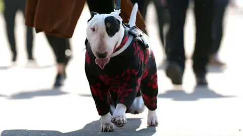 PA Media An English Bull Terrier arrives with it's owner on the first day. The dog has white fur with a black patch of fur over its left eye. It wears a red and black dog coat which covers most of its skin.