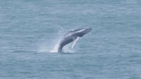 A picture of a whale jumping out of the sea.