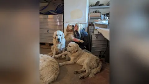 Rhianne Aitkins Four golden retriever dogs inside a house. A woman with blonde hair is stroking one of the dogs.