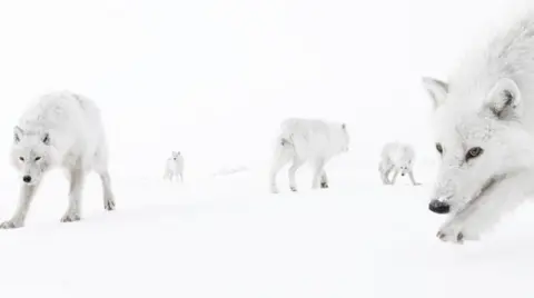 White wolves of different sizes on a white background.