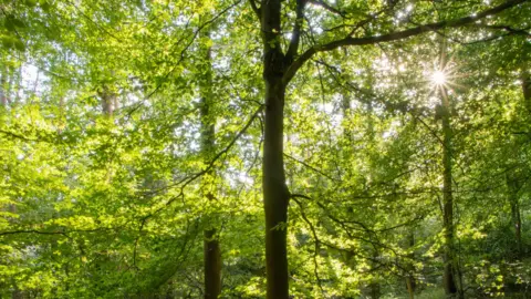 Avon Wildlife Trust The sunlight shines through a leaves in a woodland.