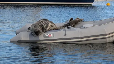 Ross Hamilton A seal rests comfortably inside a grey inflatable dinghy floating in a marina. Larger sailing yachts and motorboats are moored in the background on calm blue water.