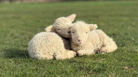 Daisy Baker Two cute white woolly lambs cuddle up together on the grass in the sunshine
