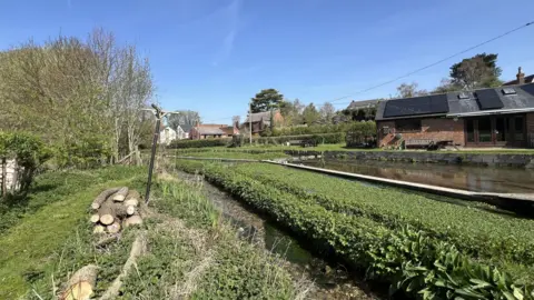 A view of a watercress bed on a sunny day in Ewelme. The Ewelme Brook is fed from springs in the village. Houses and the Watercress Beds Centre can be seen in the distance. It is a sunny day.