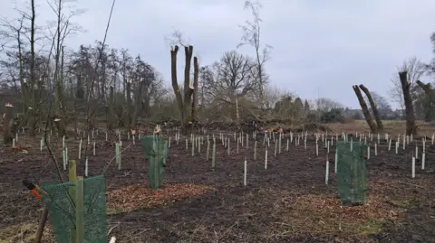 A field full of soil with dozens of freshly planted trees. The sky is grey and there are bigger trees in the background.