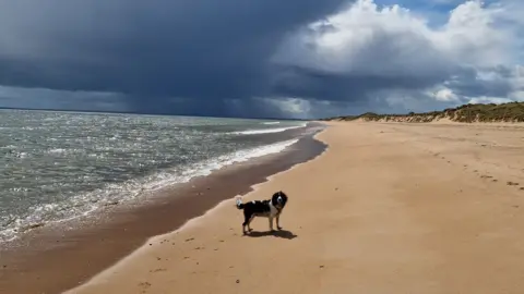 a black and white dog on an empty beach as small waves roll in