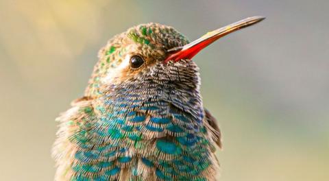 Hummingbird with blue feathers and red beak.