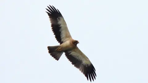 Bob Bosisto The brown and black booted eagle in flight.