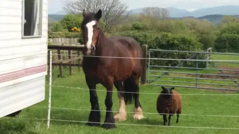 Susan Ray Jojo the shire horse standing by a fence with Hetty the black sheep