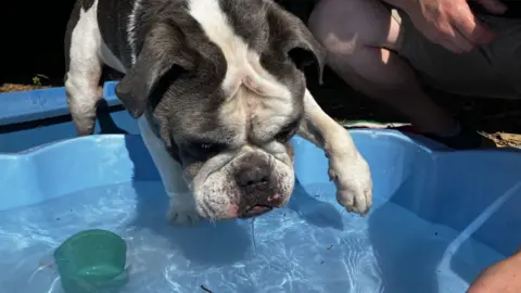 A Bulldog cross has one paw in the shallow pool and the other tentatively hanging above the water. There is a bowl of frozen food in the pool in a green pot.