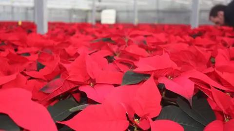 Arden Lea Nurseries A sea of red poinsettias. In the background in the top right of the image, a man can be seen out of focus examining a plant