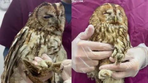 Side-by-side pictures of two owls rescued from a house after falling down its chimney. 