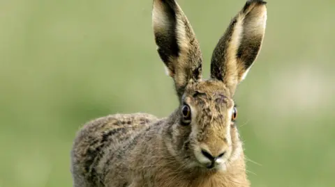 Phil Noble/PA A hare