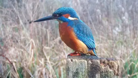 Kate MacRae A kingfisher sits on a wooden pole.