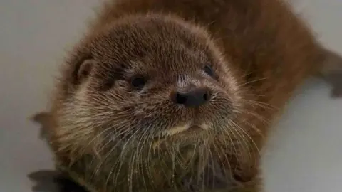 UK Wild Otter Trust Brown Otter with his webbed feet sprawled out.
