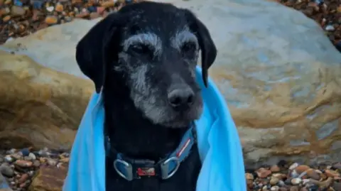 A black dog, with some white furs around its muzzle, is wearing a collar. A blue blanket is draped around the dog, who is standing at a pebbled beach.