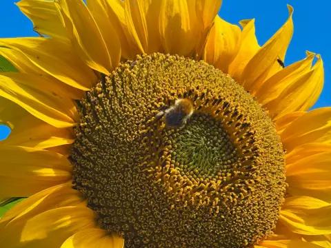 A close-up view of a large yellow sunflower fills the frame. A bumblebee is collecting pollen from the flower's centre, surrounded by vivid yellow petals against a clear blue sky.
