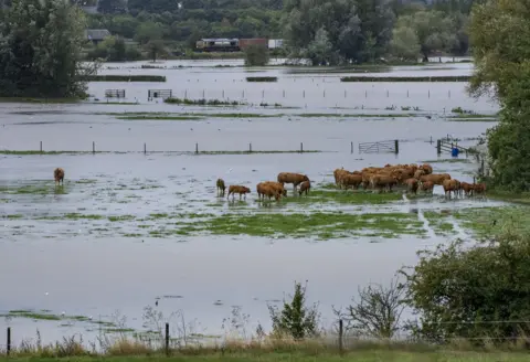 Mike Spencer Cows stand on a patch of grass surrounded by flooding in Narborough. 