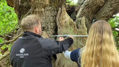 Two scientists stand next to the tree measuring its circumference and its widest point with a tape measure. On the left is a man with short hair wearing a black jacket. On the right is a woman with long hair.