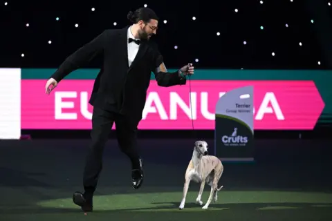 Getty Images Miuccia, a whippet, runs around the ring with owner Giovanni Liguori, wearing a tuxedo, after winning the title for the "Best In Show"