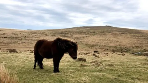 A brown pony standing on moorland near Okehampton 