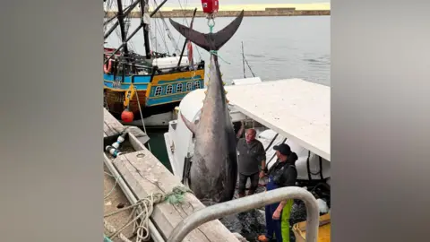 A silver and black-coloured bluefin tuna is lifted from a fishing trawler on to Whitby Harbour.