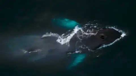 This picture shows a humpback whale swimming near the ocean surface, viewed from above. The whale’s dark body is clearly visible, with white water breaking along its back as it moves. Two bright turquoise patches stand out in the water—these are the whale’s pectoral fins, which often appear lighter underneath and glow through the water.