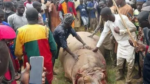 Nigeria town in Kebbi state celebrates after hunting down ‘killer hippo’