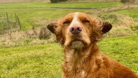 Bettys Hot Spot/BBC Weather Watchers A ginger coloured cocker spaniel sits in a field on a windy day. Its ears are being blown back. It is in a grass field as it looks toward the camera.