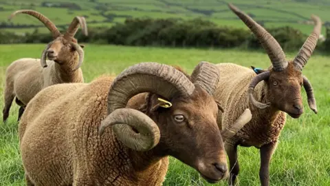 Three Loaghtan sheep standing in a field close together - the closest has two long twisty horns and the other two have four horns, the top two are long and straight pointing upwards.