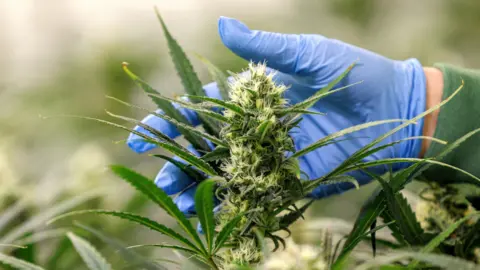 Close-up of a cannabis plant bud being handled by a person wearing blue gloves, with slender leaves surrounding the dense flower. The background is blurred, showing more cannabis plants.