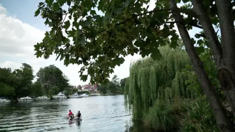 Three people on paddle boards are on the River Thames. On the right there is a weeping willow and large sycamore tree leaning over the river bank. The water is calm, and on the far bank there five white boats lined up along the bank and houses in the far distance as well as large trees.