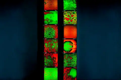 Sara Davidmann Mischling, 2021. Series of twelve light boxes made using microscope photographs of the blood of living family members shown in green and red