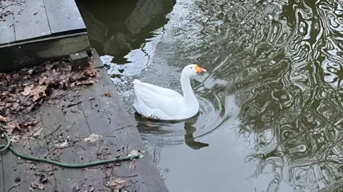 John Devine/BBC Gary the goose in the water near the edge of a riverbank. You can see decking and a boat moored up alongside can be glimpsed. 